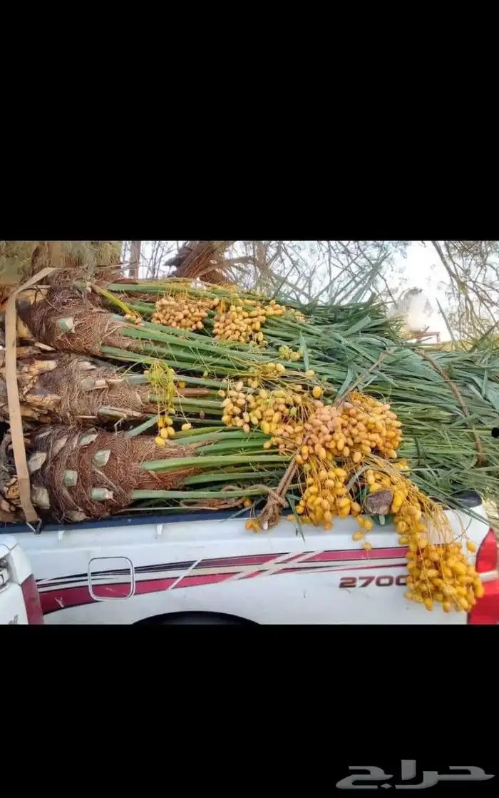 يوجد لدينا جميع انواع النخيل العربي والواشنطن بكل المقسات من 4
