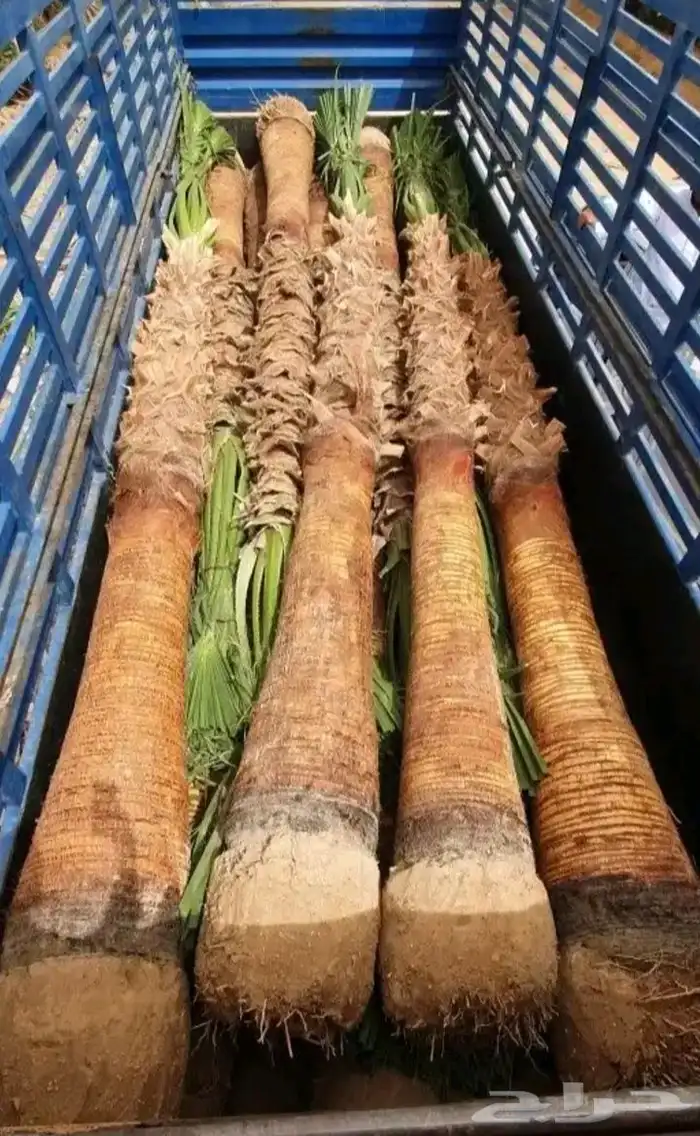 نقوم بعمال الشبوك المزارع المواقع الستراحات بجميع انواعها 6