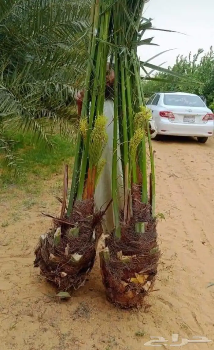 نقايل فسايل جثايث نخل جميع انواع 3