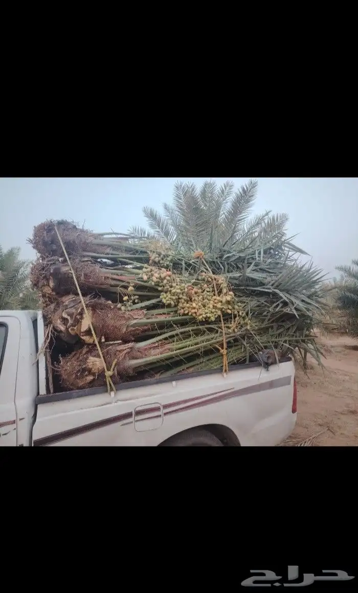 يوجد لدينا جميع انواع النخيل العربي والواشنطن بكل المقسات من 3