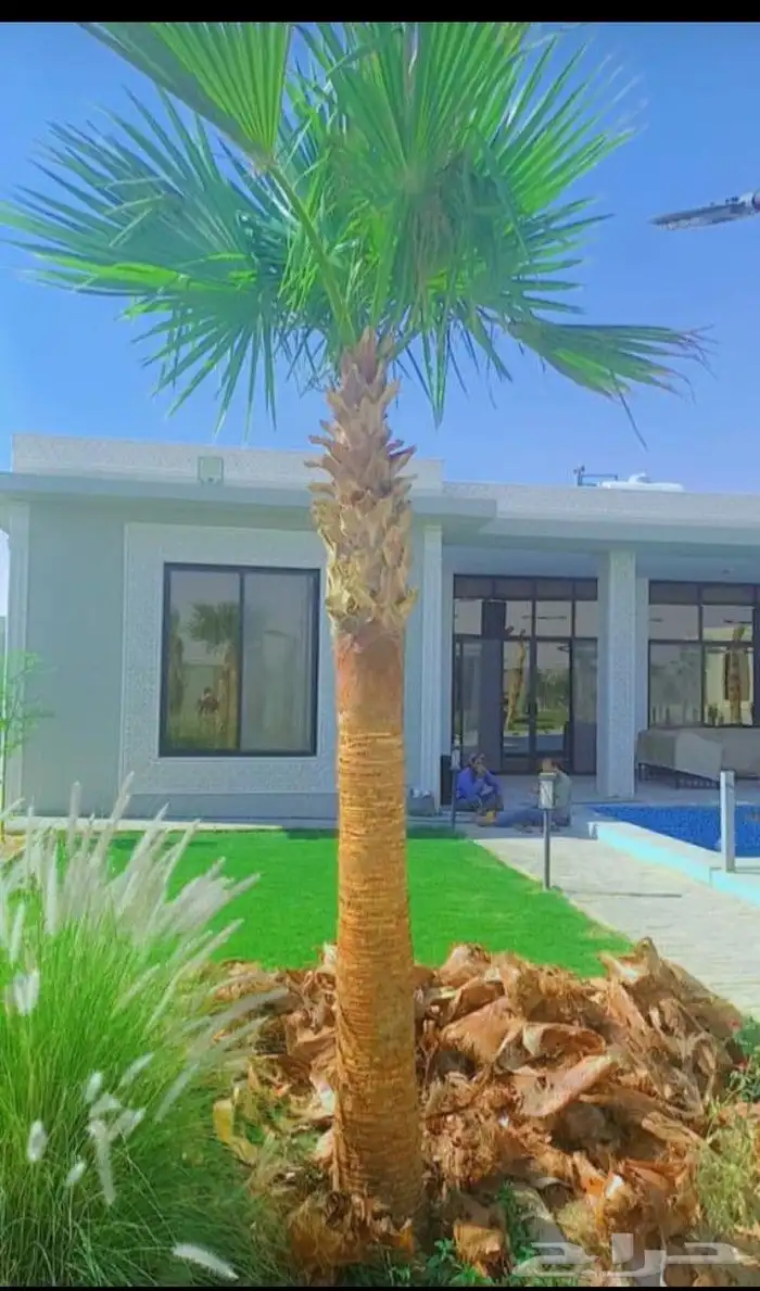 يوجد لدينا جميع انواع النخيل العربي والواشنطن بكل المقسات من 1