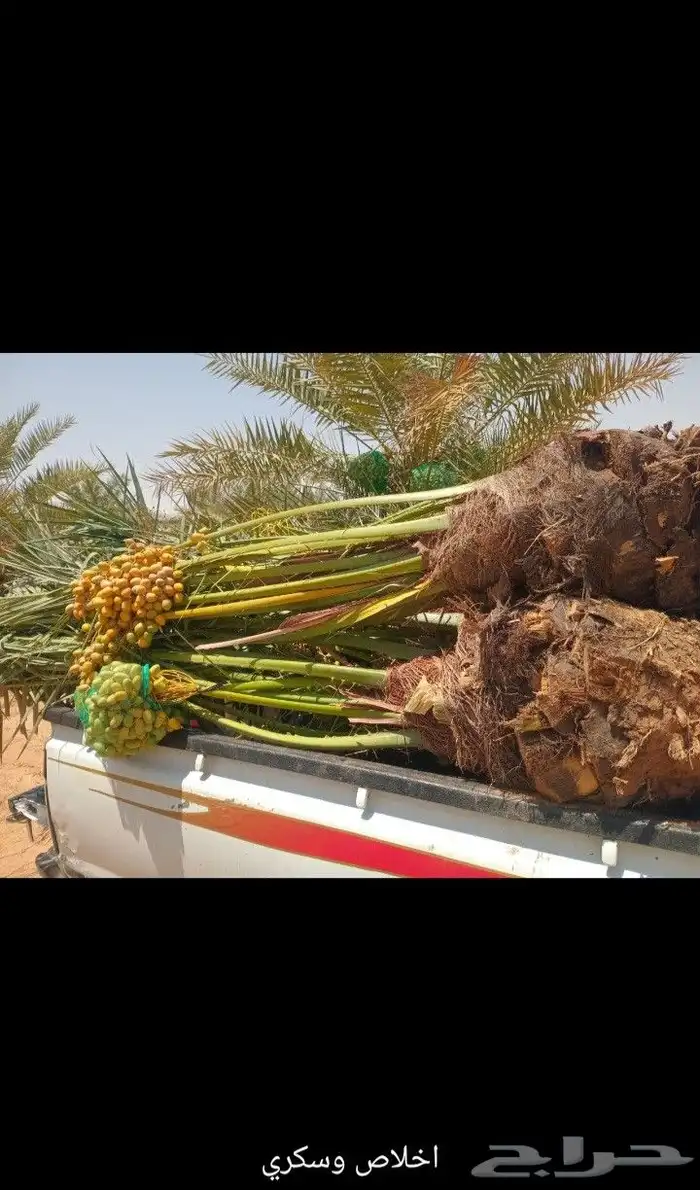 يوجد لدينا جميع انواع النخيل العربي والواشنطن بكل المقسات من 6