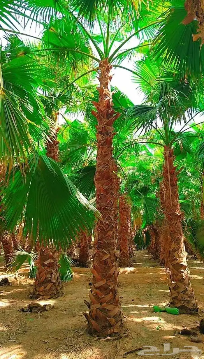 نخيل واشنطونيا ملكي 5