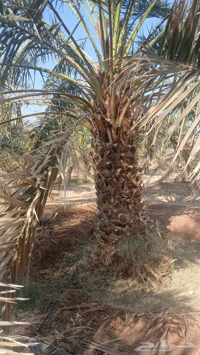 اشجار زيتون معمر ونخل وحمضيات 10