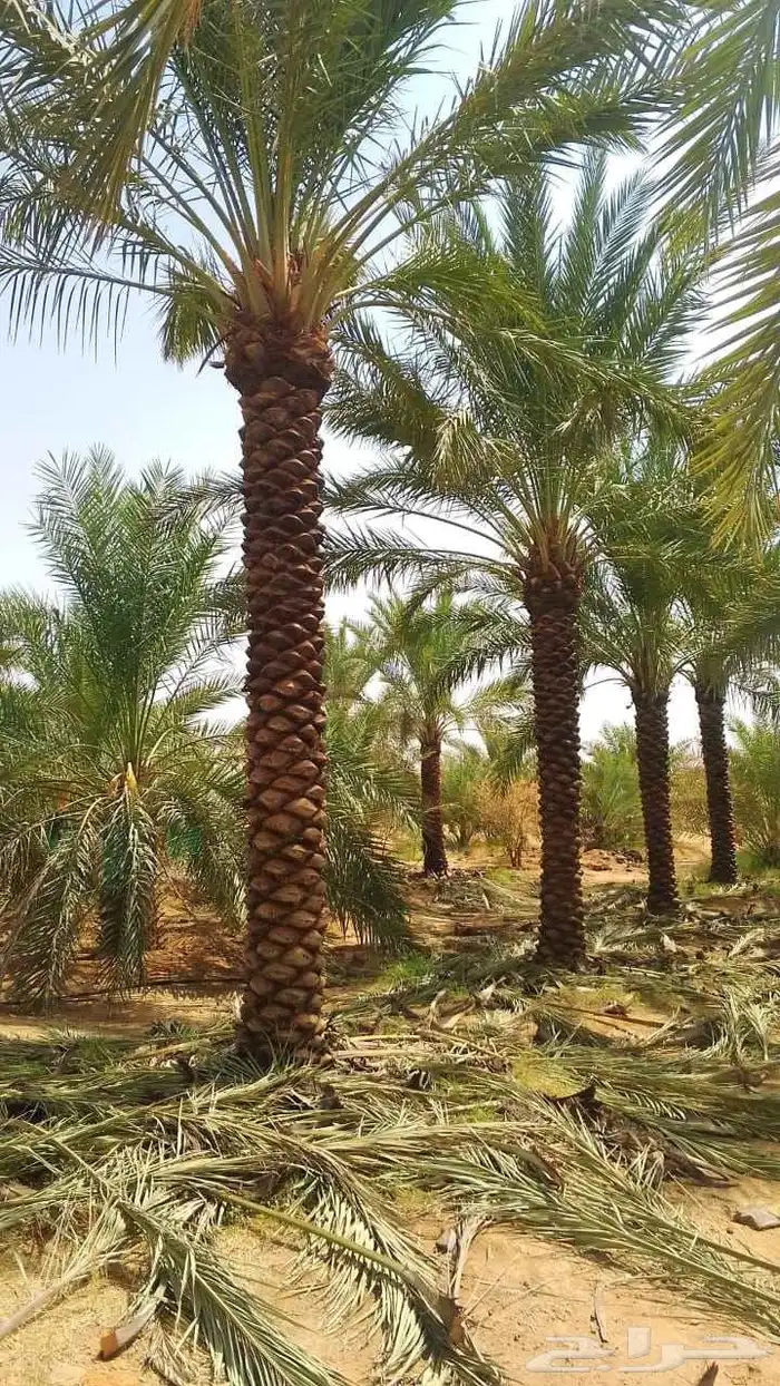 نخل للبيع صقعي اخلاص خضري نبوت سكري برحي روثان 0