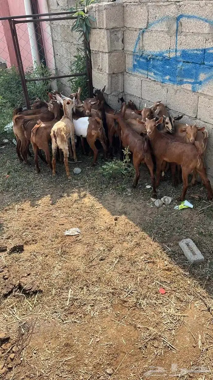 تيوس دهم فيها واحده انثى (تم البيع) 0