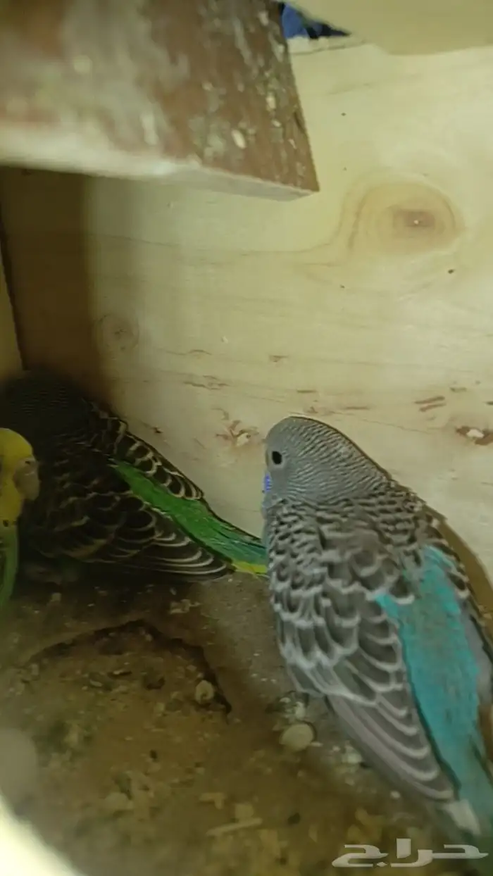 فروخ بادجي 1