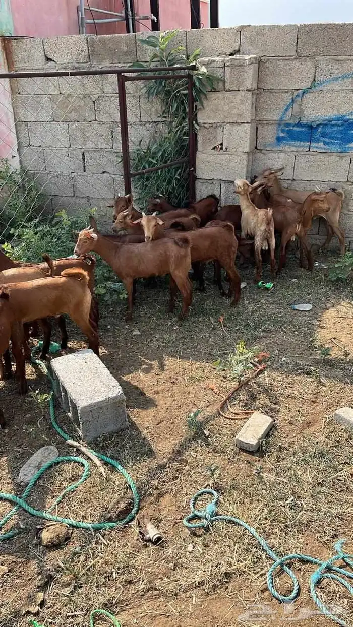 تيوس دهم فيها واحده انثى (تم البيع) 1