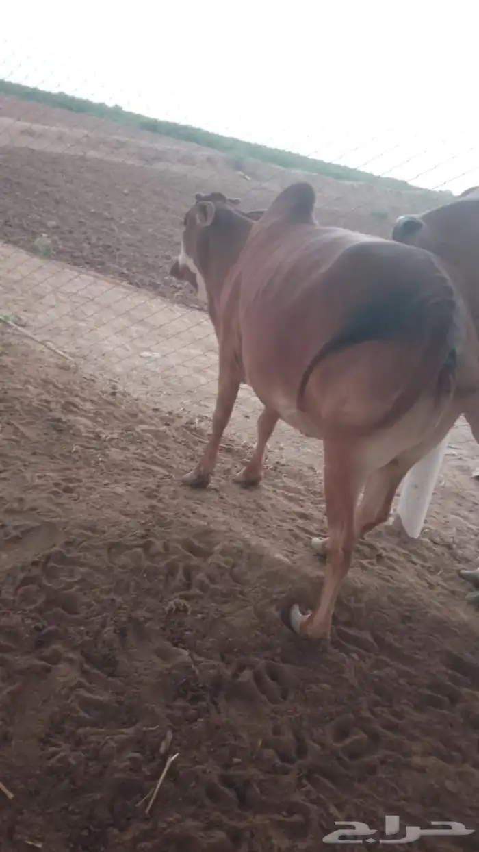 بقره و خبشه 0