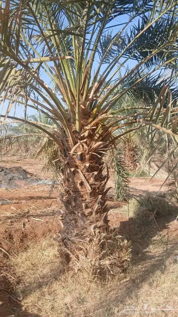 اشجار زيتون معمر ونخل وحمضيات 12