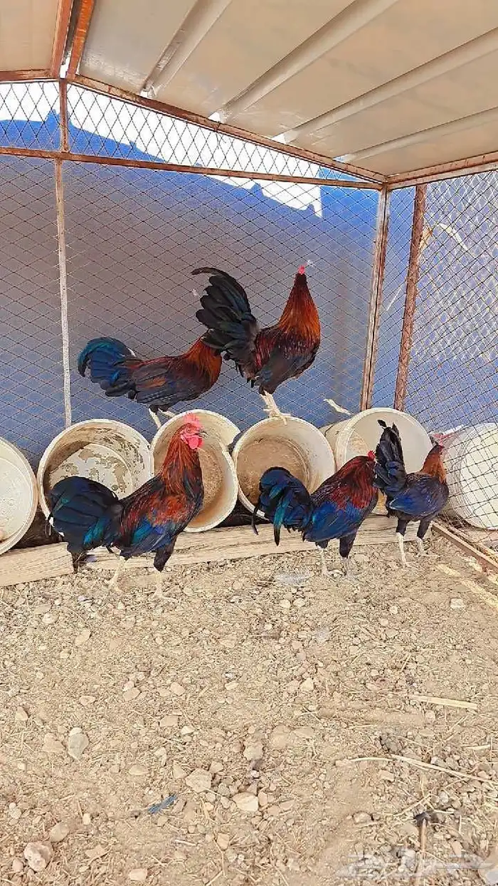 زوج دجاج باكستاني وديكين براهما وديوك بلدي 8