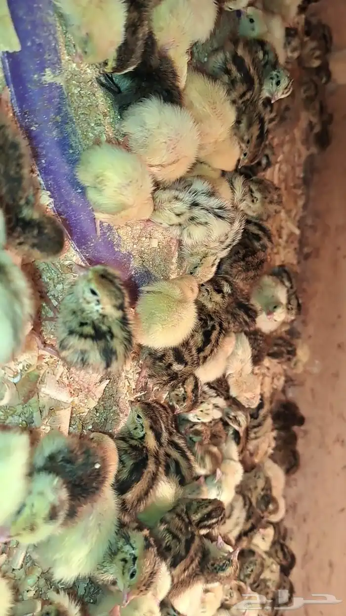 سمان للبيع 0