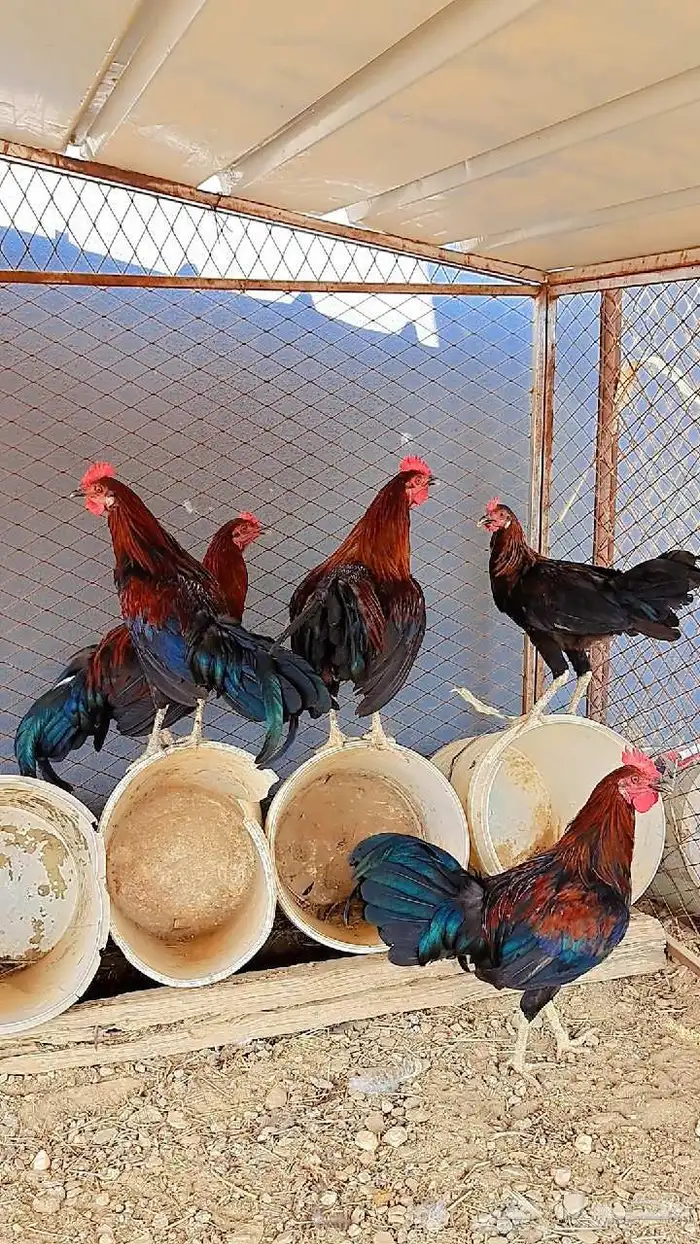 زوج دجاج باكستاني وديكين براهما وديوك بلدي 6