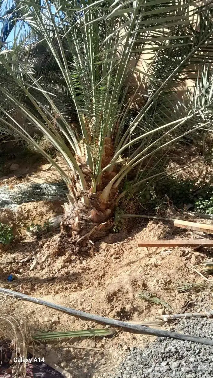 نقايل فسايل جثايث نخل جميع انواع 4