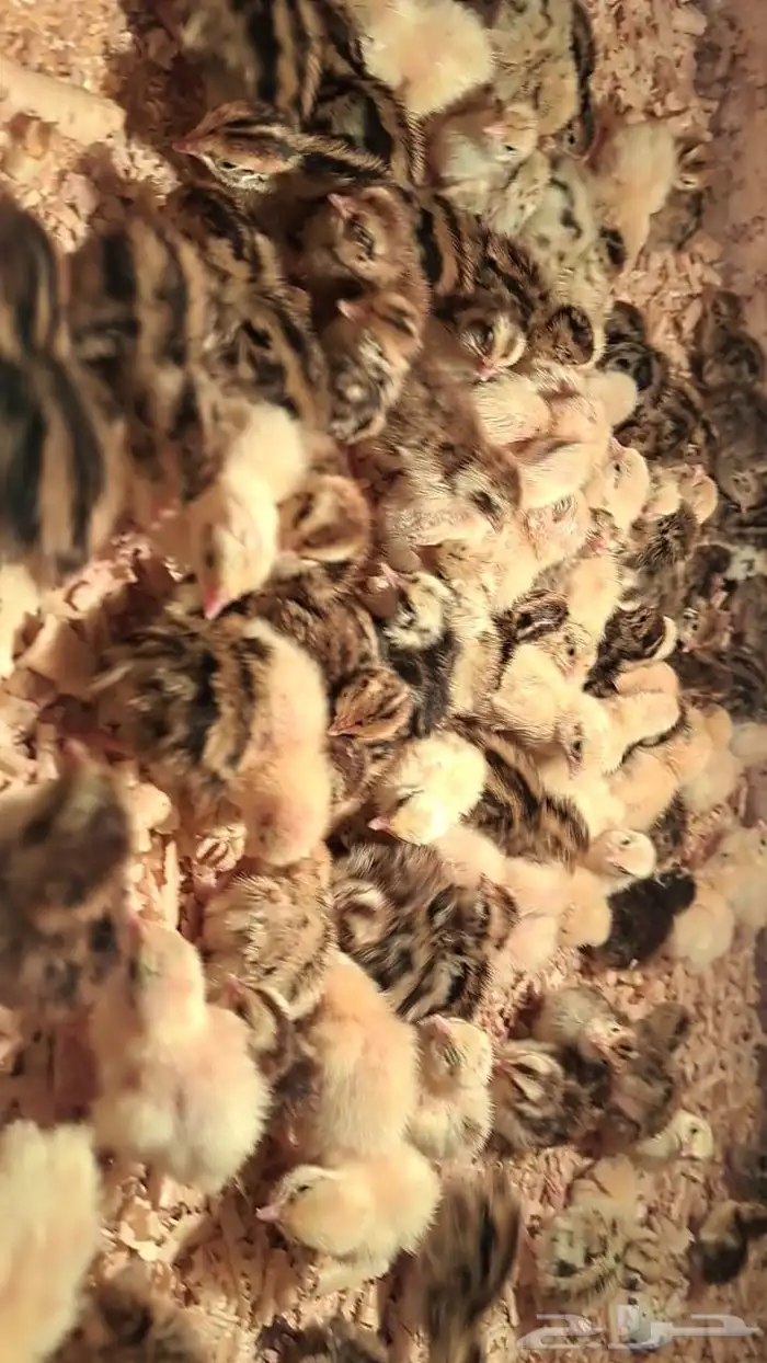 سمان للبيع 1