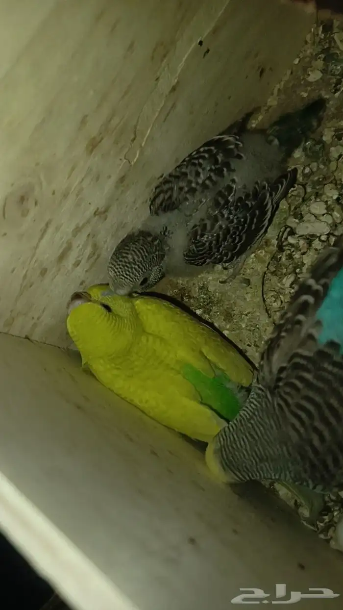 فروخ بادجي 2