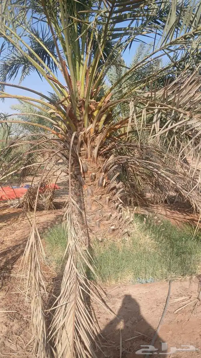 اشجار زيتون معمر ونخل وحمضيات 11