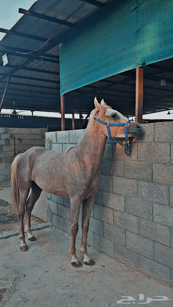 مهر واهو للبيع 3