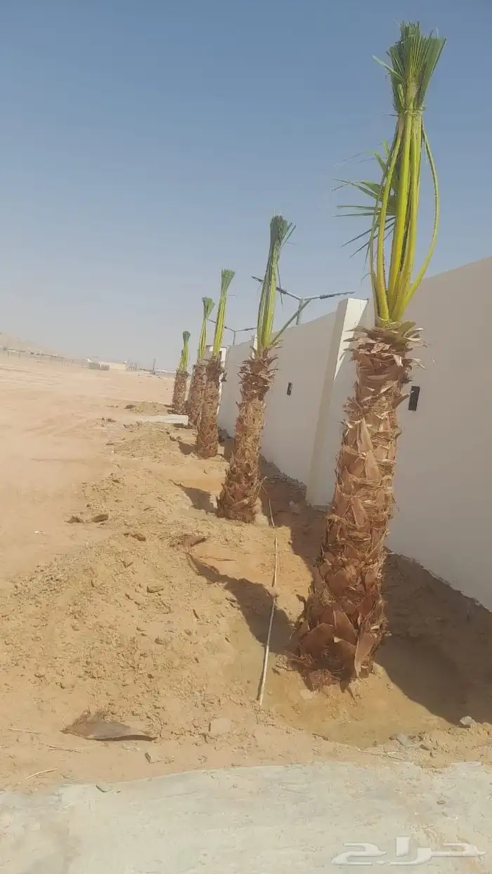 نخيل طيب انوع فاخره طيبه من القصيم 0