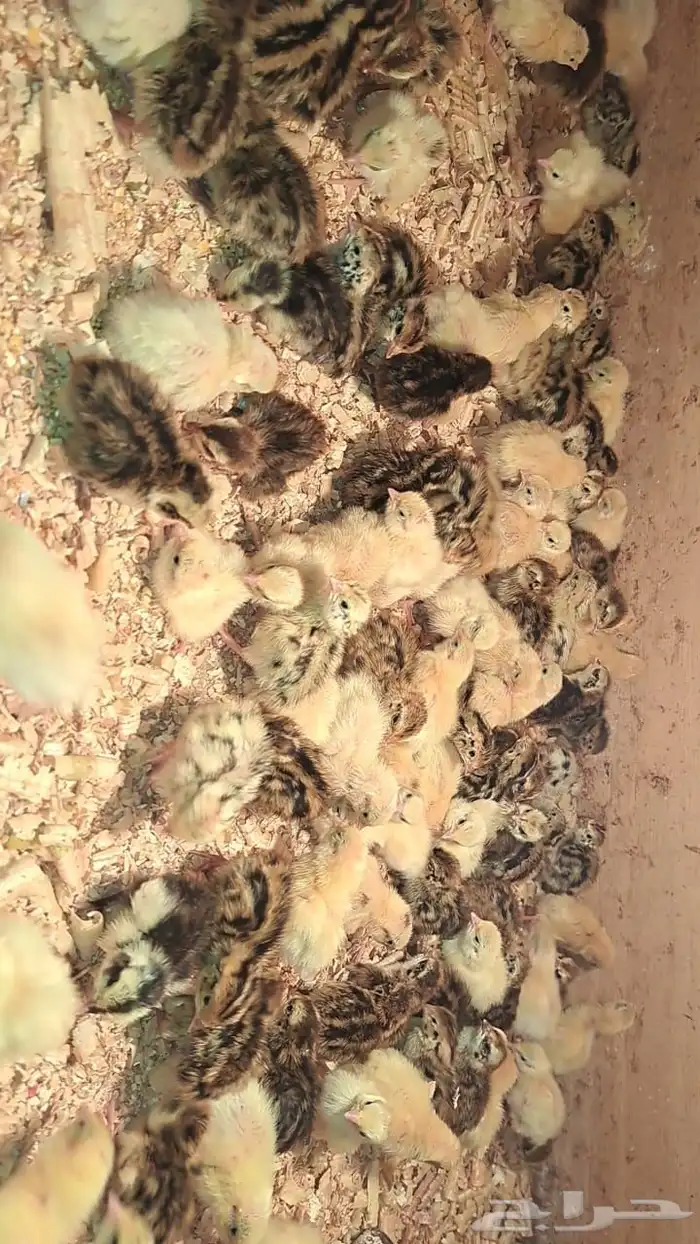 سمان للبيع 2