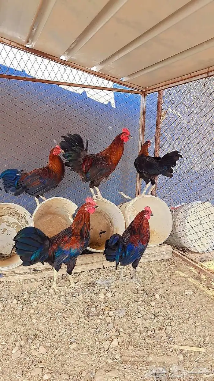 زوج دجاج باكستاني وديكين براهما وديوك بلدي 7