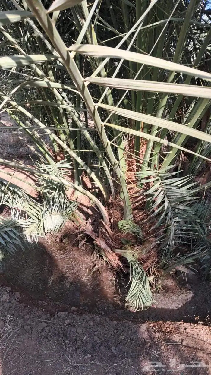 يوجد الدنيا نخل للبيع اخلاص 4