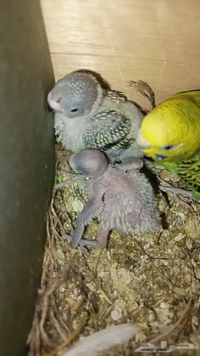 فروخ بادجي 3