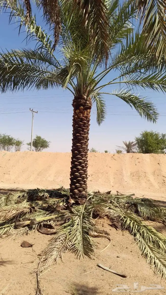 نخل للبيع جميع انواع المقاس تركيب الشبوك والزيتون 2