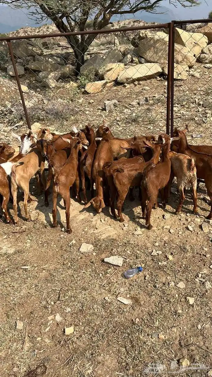 تيوس دهم فيها واحده انثى (تم البيع) 2