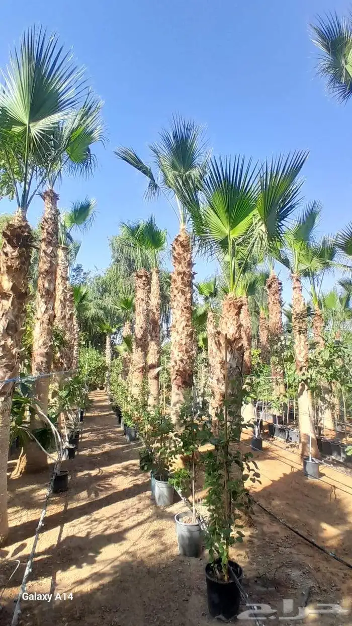 نقايل فسايل جثايث نخل جميع انواع 2