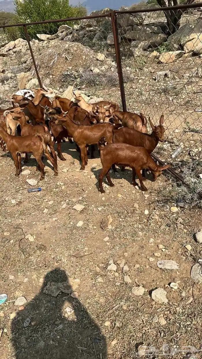 تيوس دهم فيها واحده انثى (تم البيع) 3