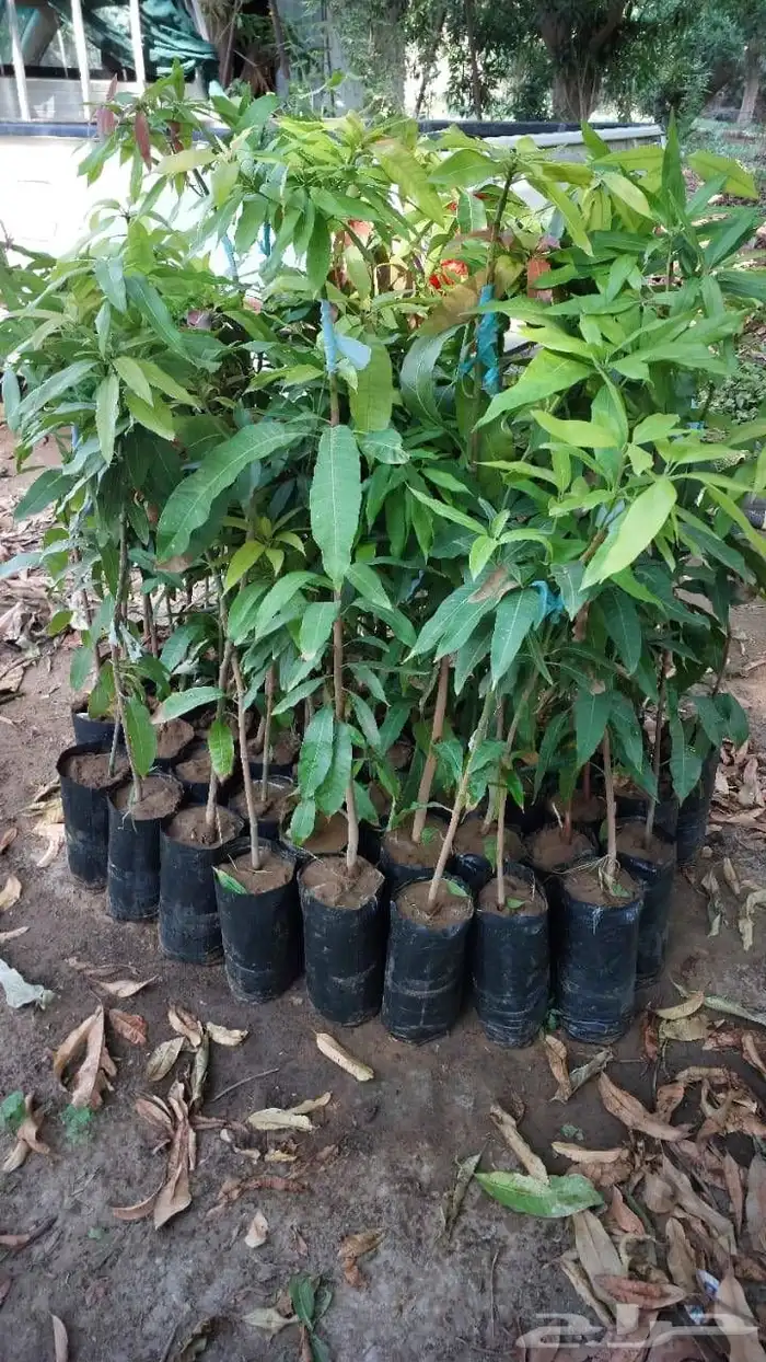 مشاتل جيزان للمانجو 3