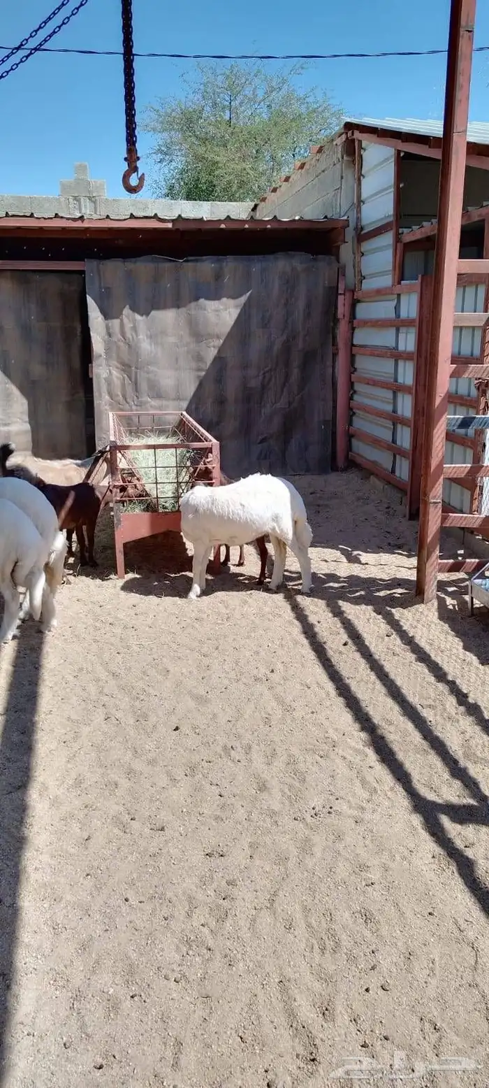 ذبايح نظيفة وعلى الشرط 6