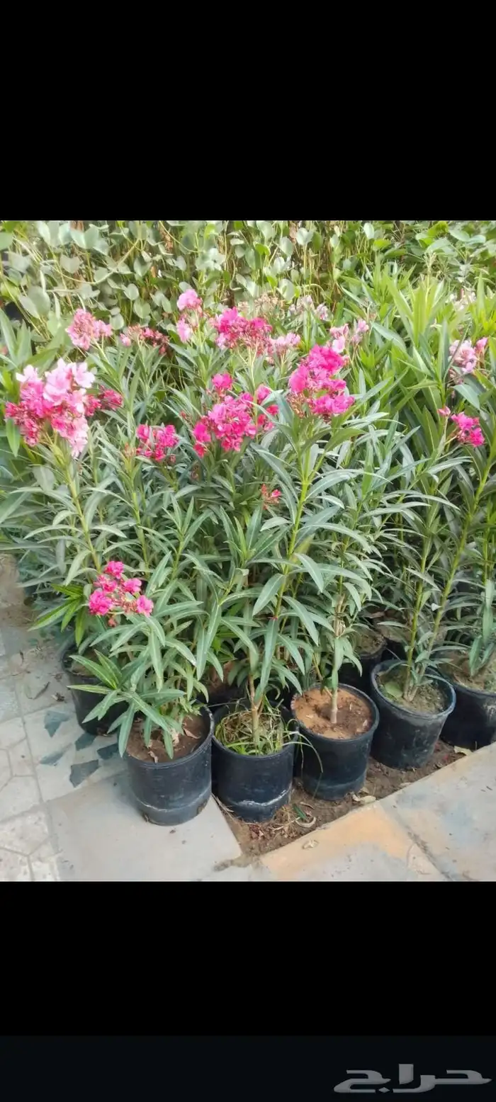 مزارع ومنسق حدائق 8