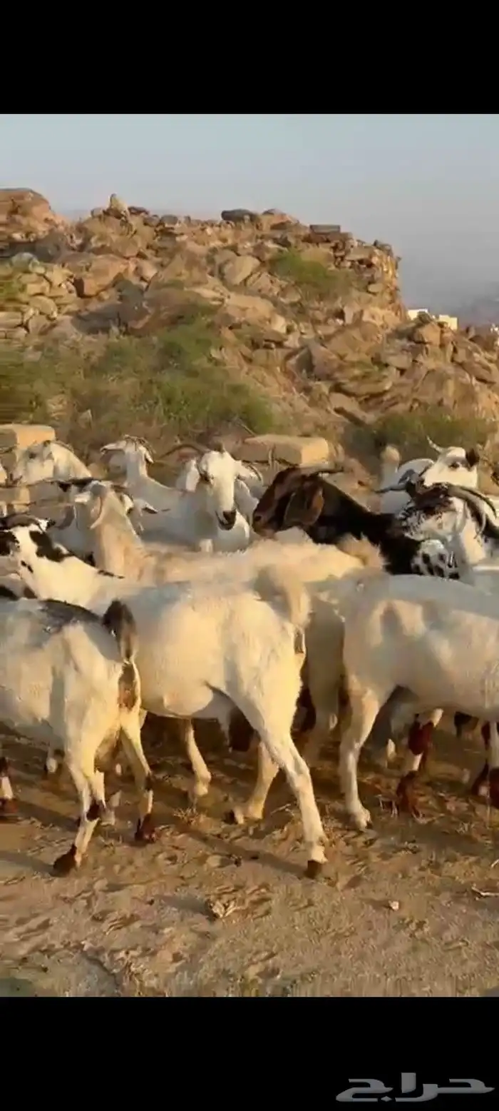 معزا مقاني 3