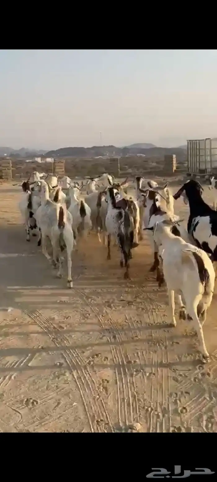 معزا مقاني 5