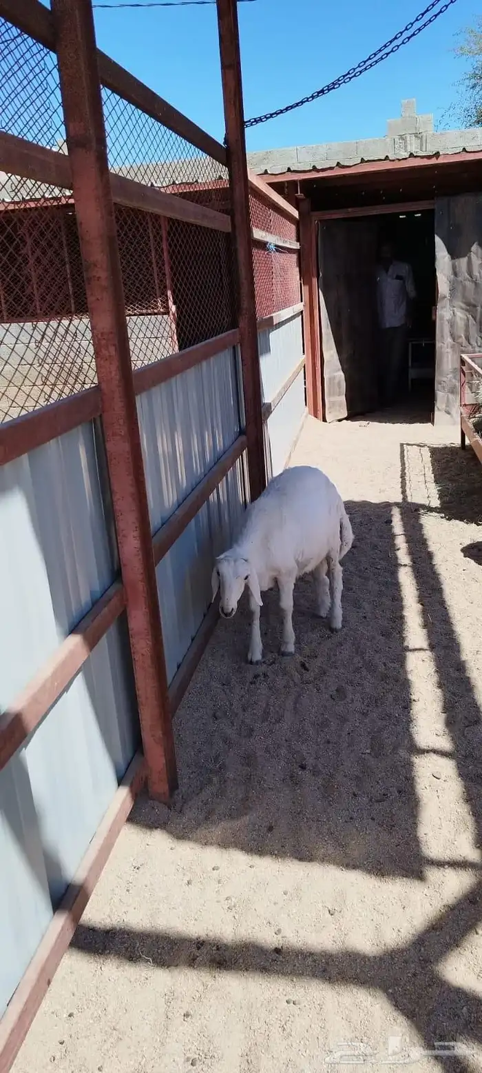 ذبايح نظيفة وعلى الشرط 3