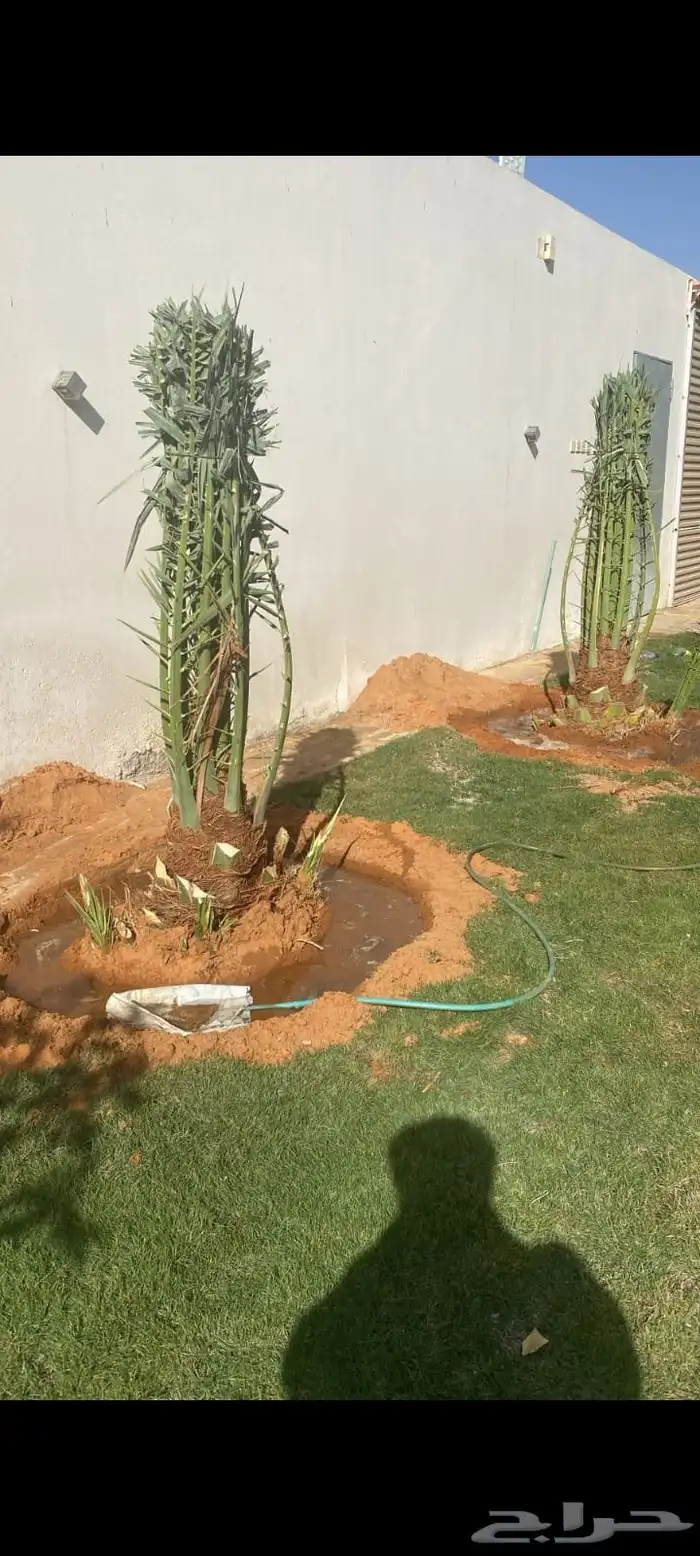 يوجد لدينا توريد جميع انواع نخيل 6