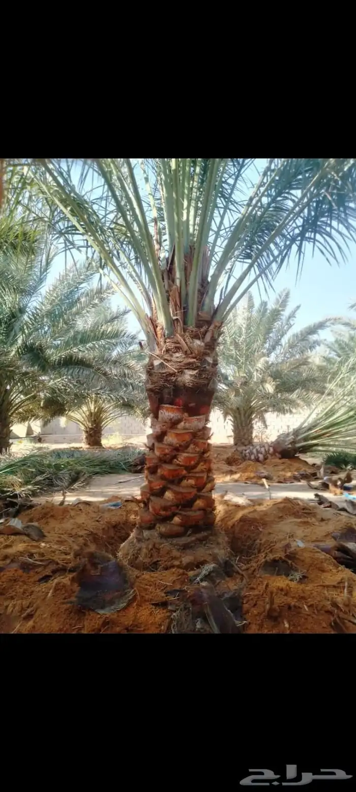 يوجد لدينا توريد جميع انواع نخيل 2