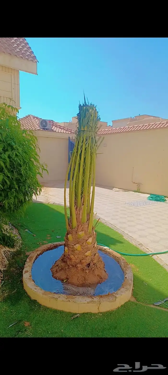 يوجد لدينا توريد جميع انواع نخيل 3