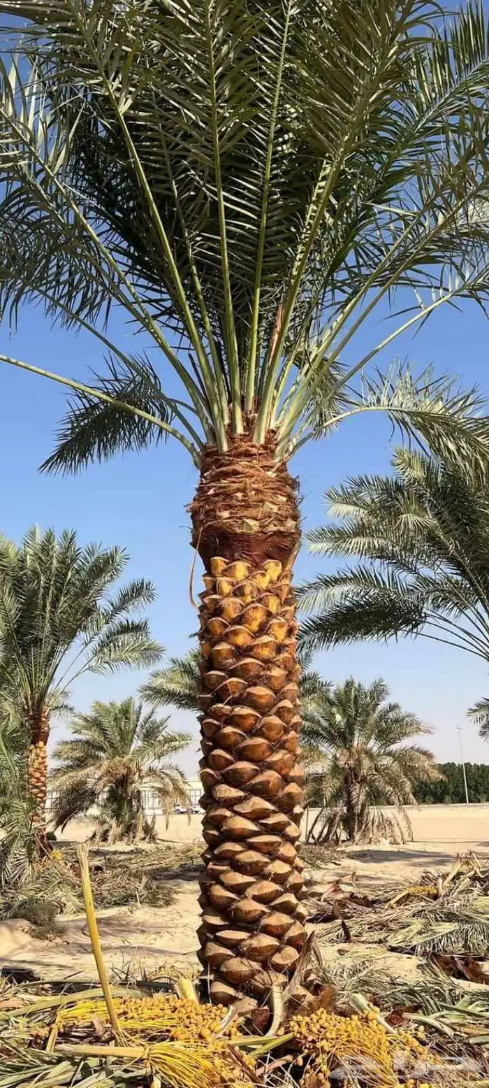 يوجد لدينا توريد جميع انواع نخيل 1