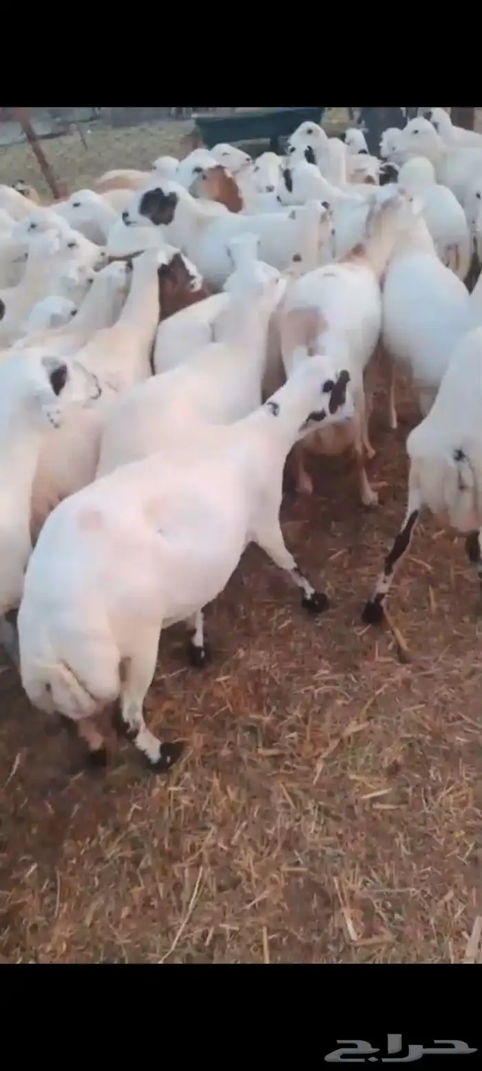 ضان رفيديات قرايب الا شرط اسن طيب جروم طيب العدد ميه 0