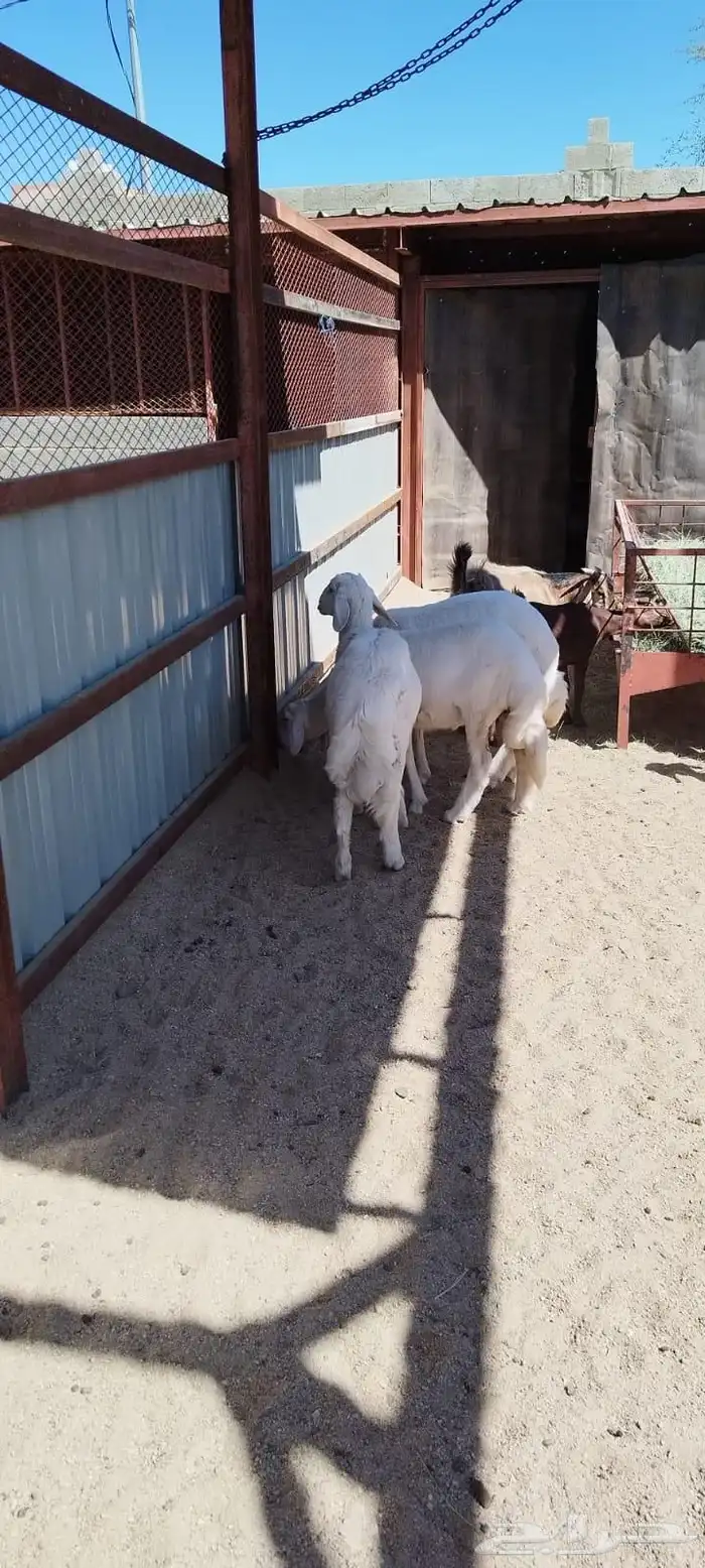 ذبايح نظيفة وعلى الشرط 5