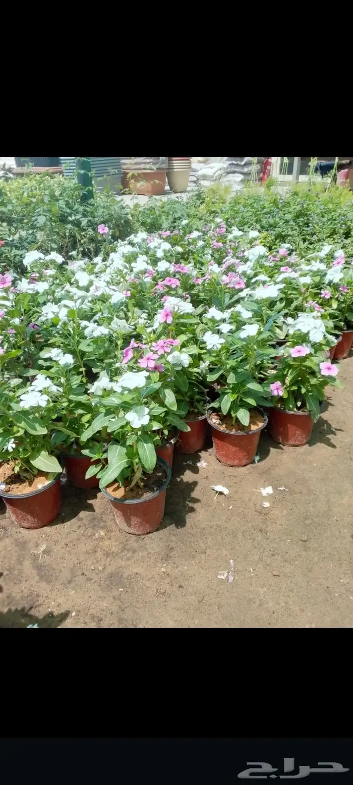 مزارع ومنسق حدائق 4