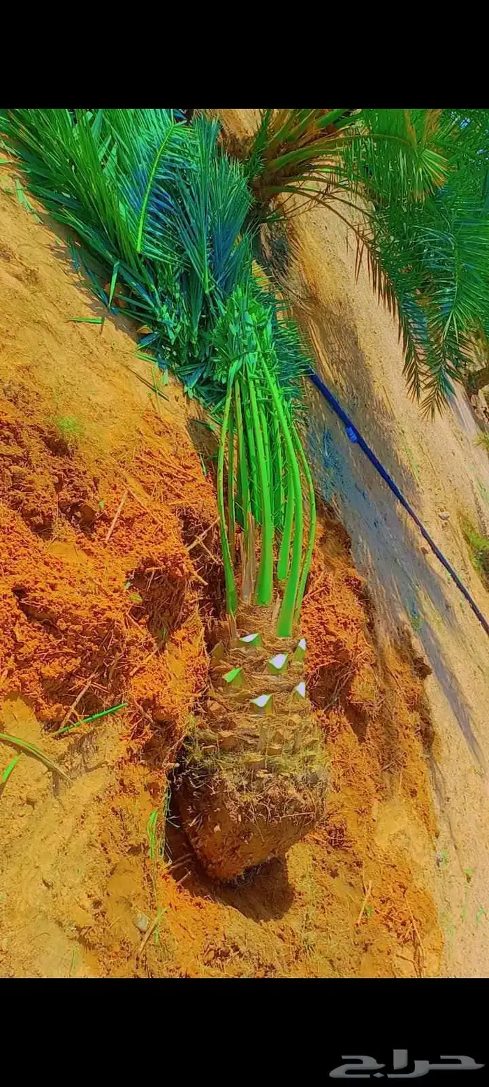 يوجد لدينا توريد جميع انواع نخيل 5
