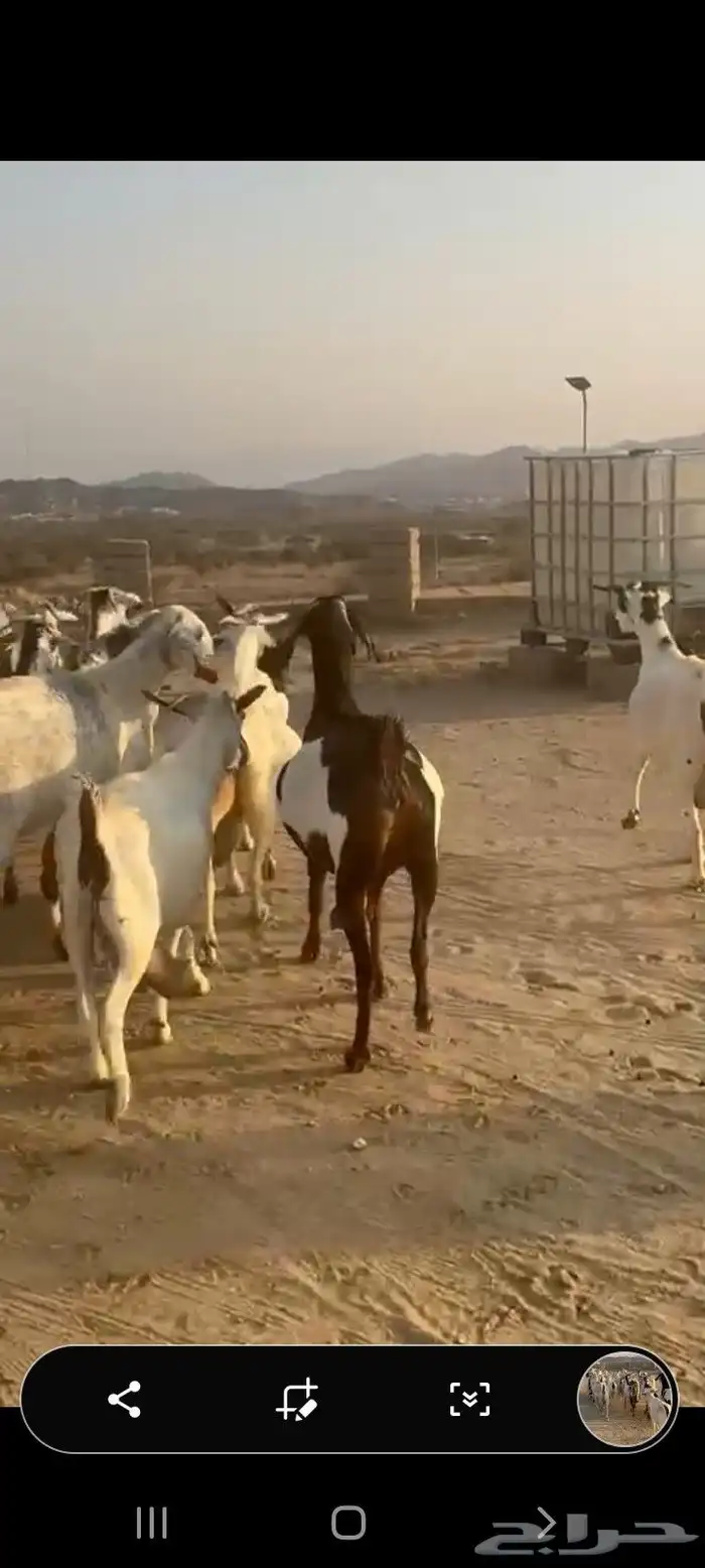 معزا مقاني 4