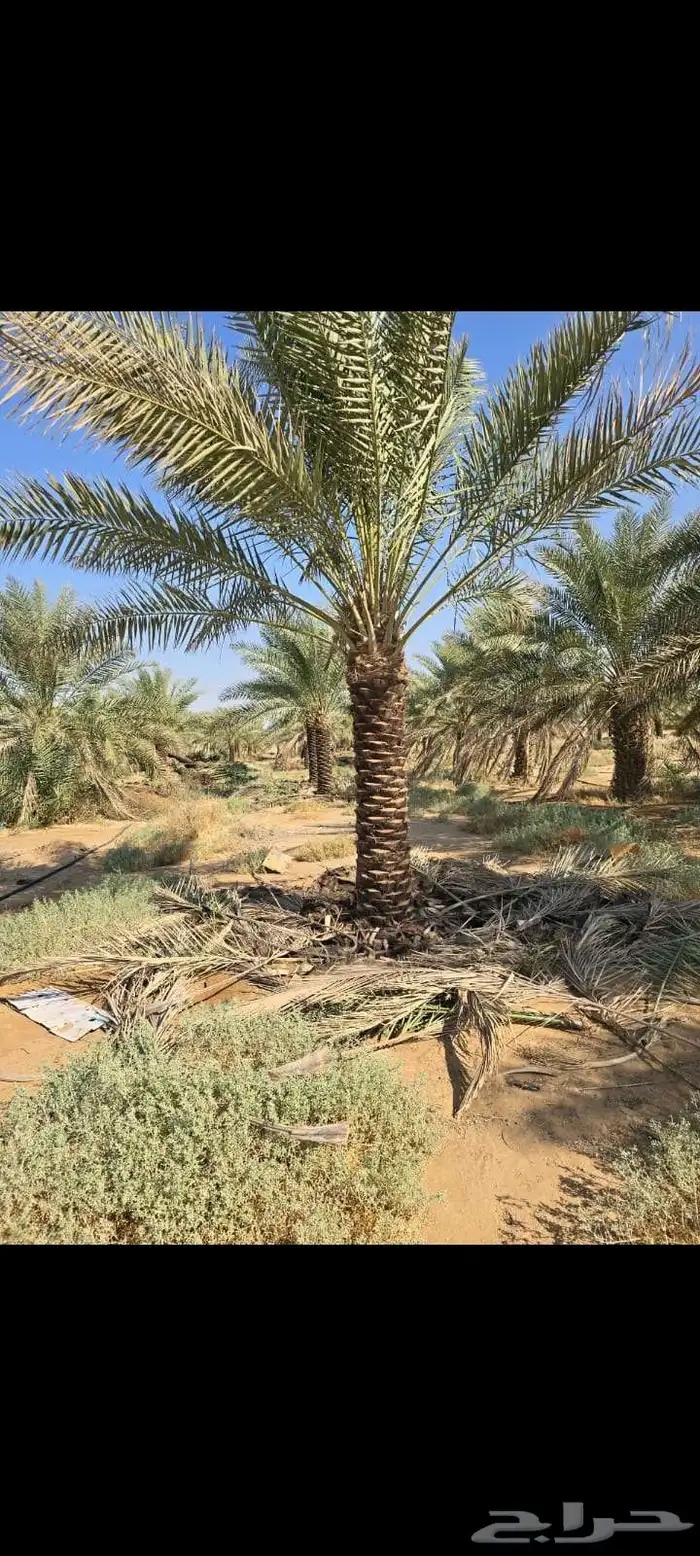 يوجد لدينا توريد جميع انواع نخيل 9