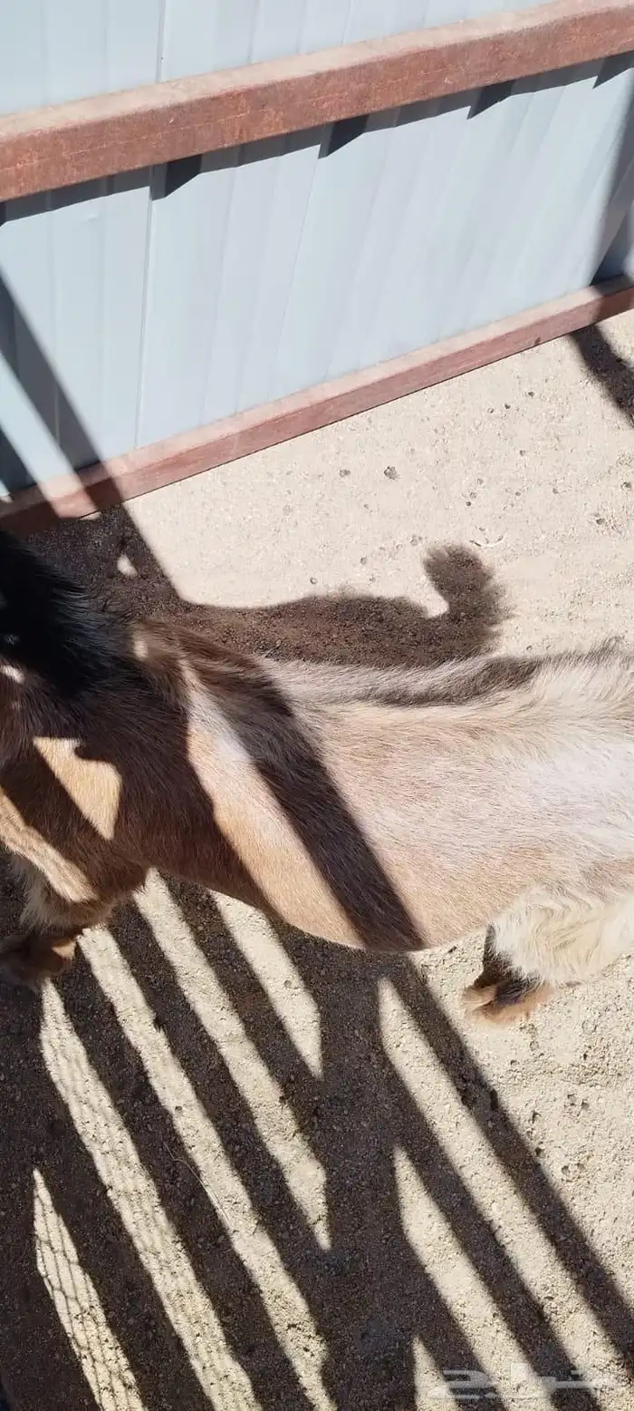 ذبايح نظيفة وعلى الشرط 0