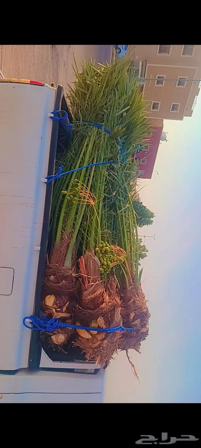 يوجد لدينا جميع انواع النخيل العربي والواشنطن بكل المقسات من 8