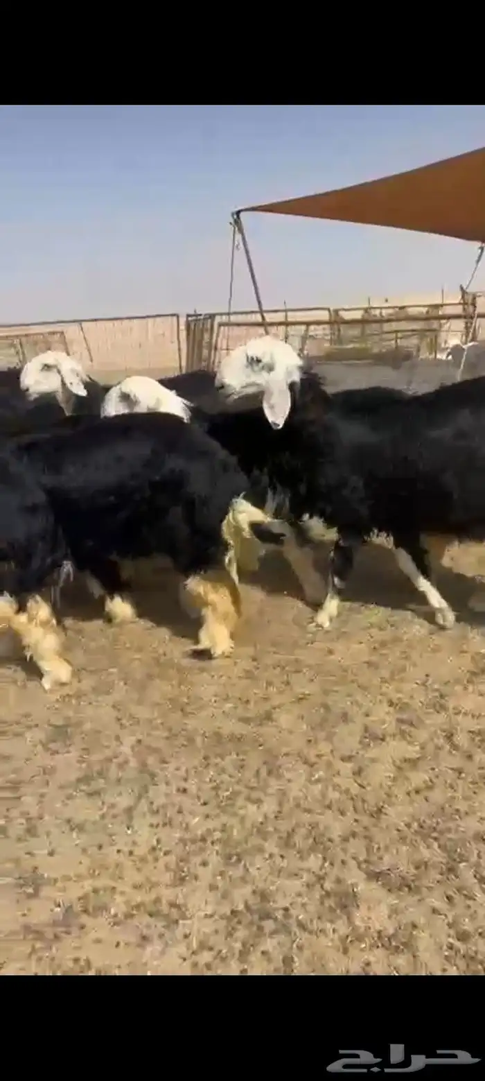 رخال نجد درجه اولى شعره وطرف صنف مقنوي 0